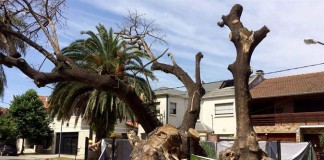 Defensoría realizó un pedido de informe por extracción del ombú