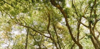 El Municipio plantará 7.500 árboles por año