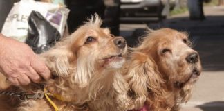 El Municipio colabora con el bienestar animal