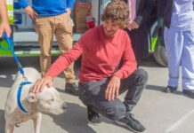 San Fernando prohibió la venta de animales en comercios